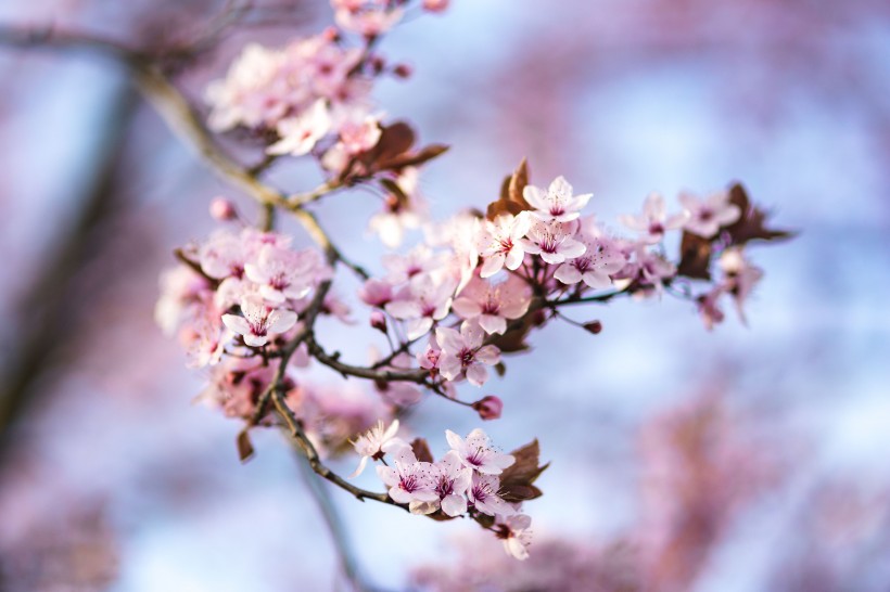 树梢上粉红的樱花图片