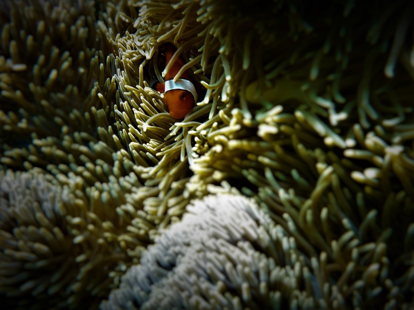藏身海葵中的小丑鱼图片