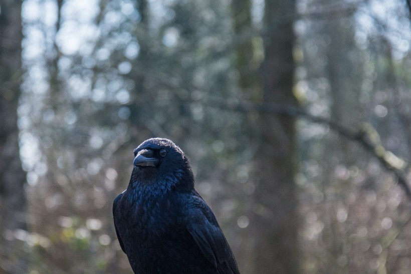 羽毛漆黑的乌鸦图片