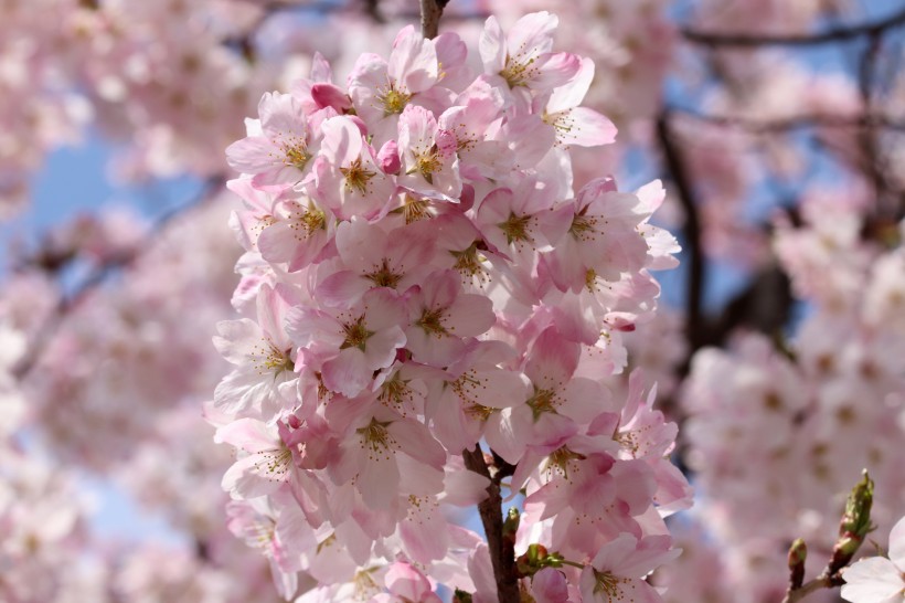 艳丽热闹的樱花图片