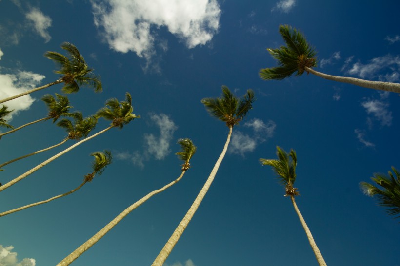 海滩的椰子树图片