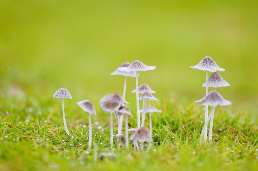 小清新的蘑菇图片