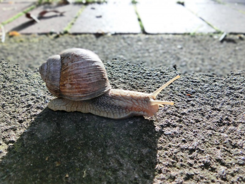  缓慢爬行的蜗牛图片
