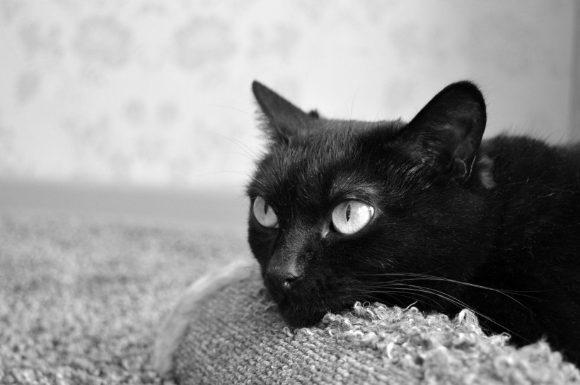 精神抖擞的黑猫图片