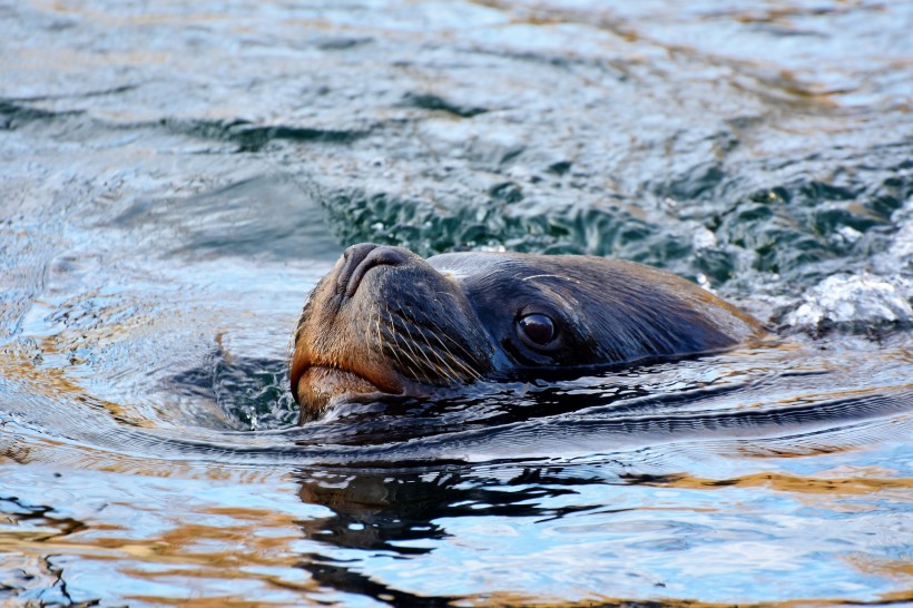 性情温和善良可爱的海狮图片