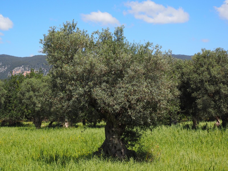 茁壮的橄榄树图片