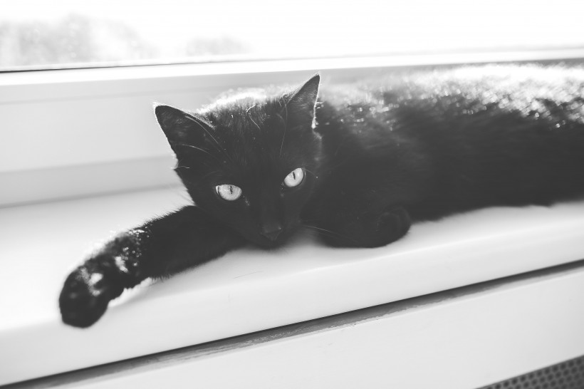 聪明机灵的黑猫图片