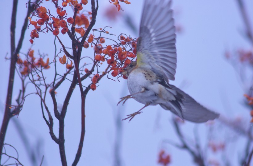 冬天一只鸟儿在摘红果图片
