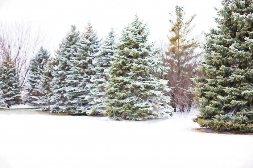 大雪覆盖下挺拔的松树图片