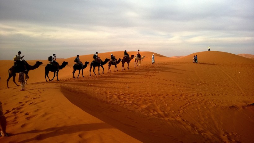 沙漠中成群的骆驼图片