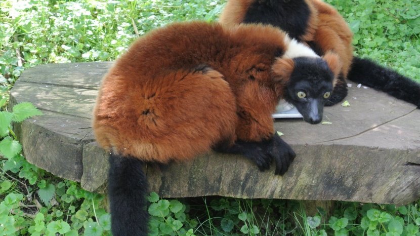 漂亮奇特的红领狐猴图片