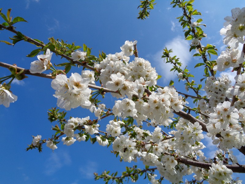 树梢上白色的樱花图片
