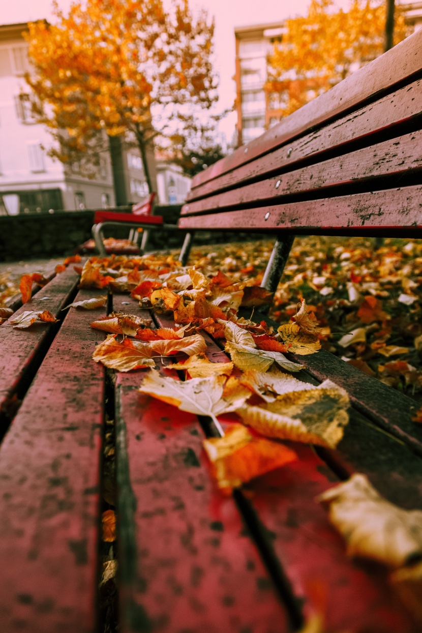 秋季泛黄的落叶图片