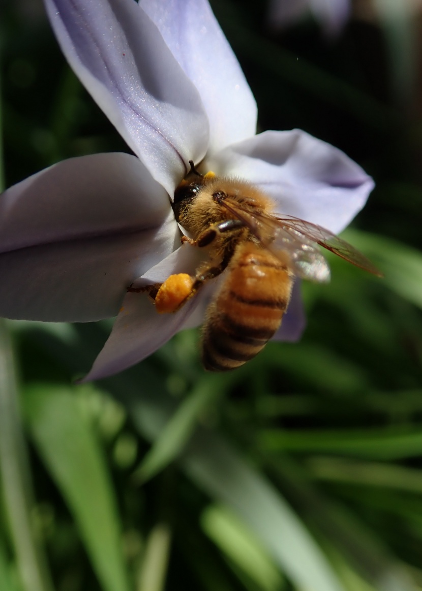 正在采花蜜的蜜蜂图片