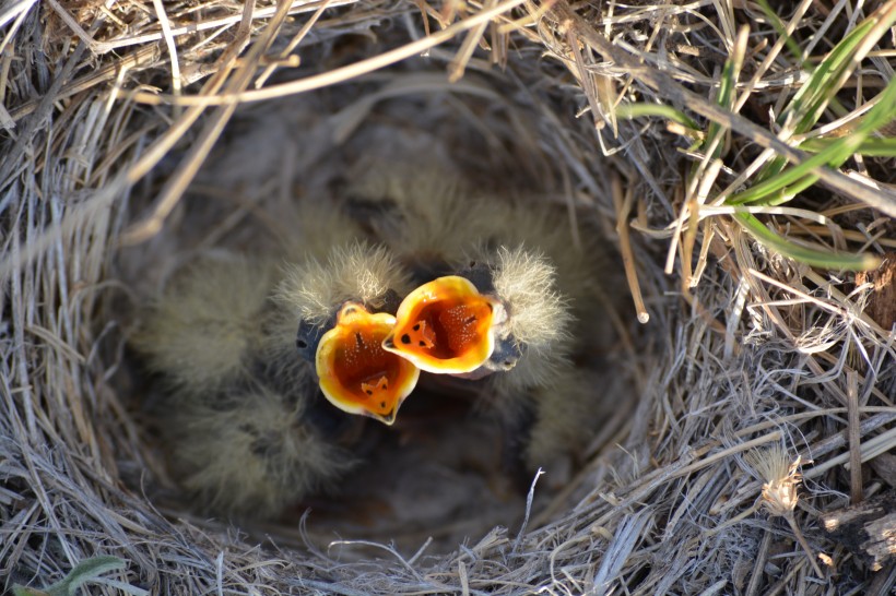鸟巢中嗷嗷待哺的雏鸟图片
