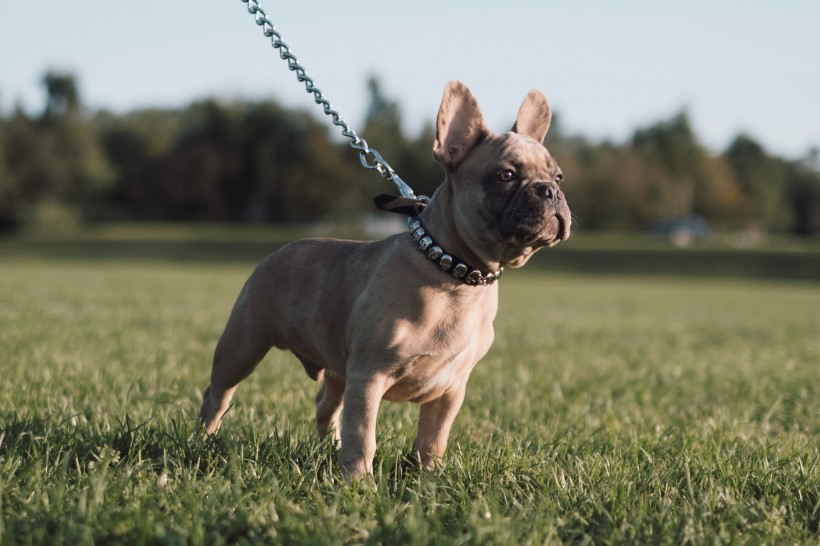 性情友善的法国斗牛犬图片