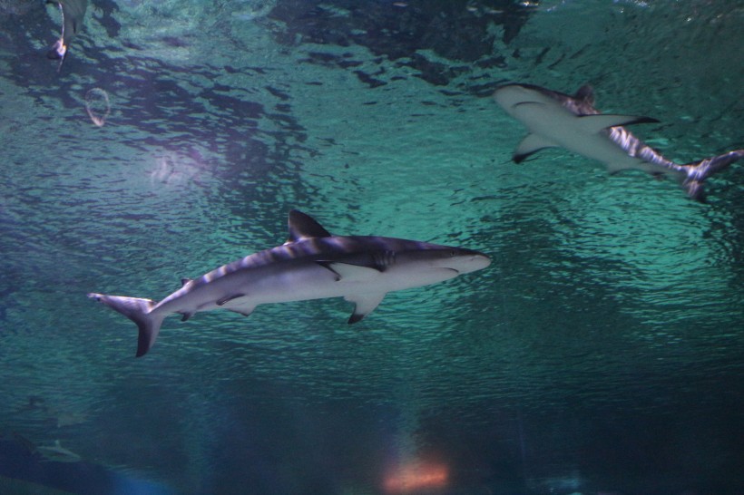 水中的鲨鱼图片