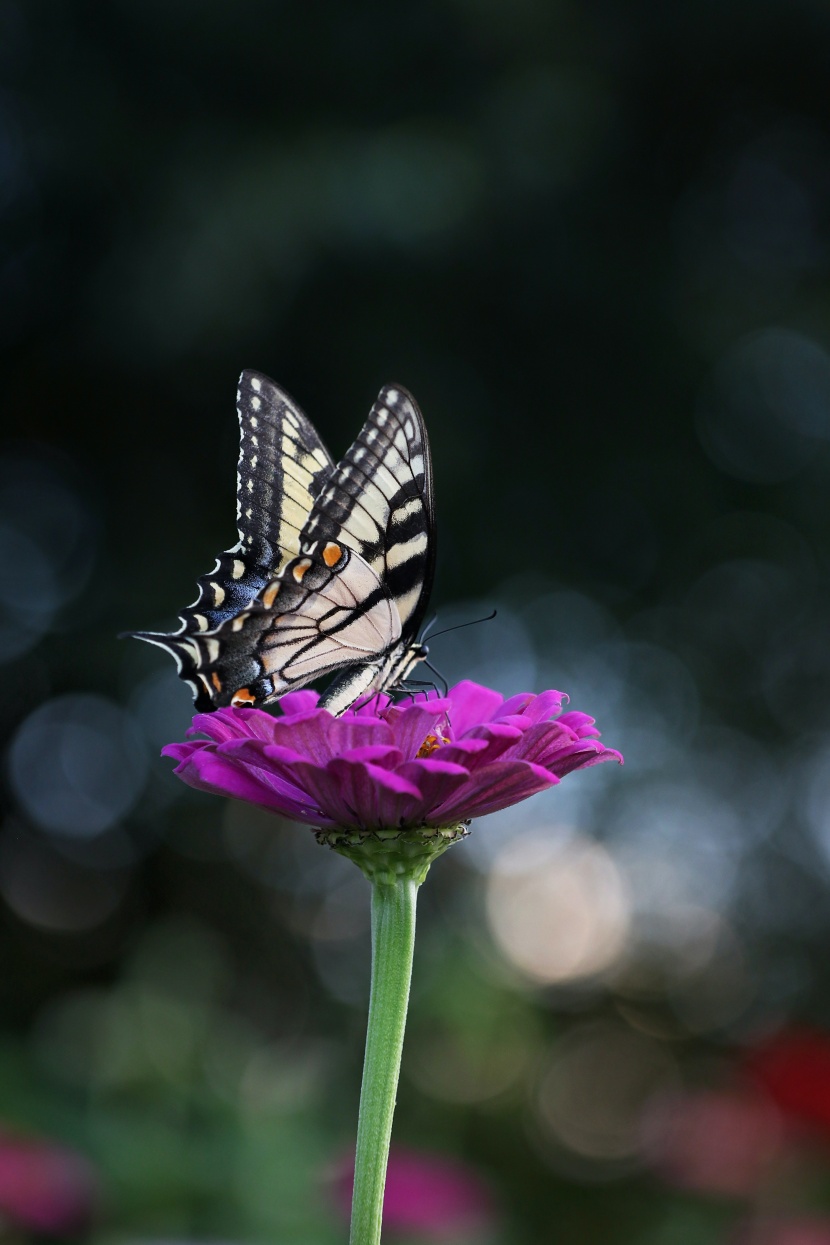 漂亮的花间精灵蝴蝶图片