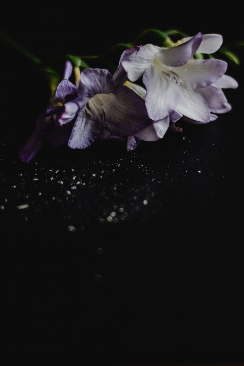 花色丰富的小苍兰图片