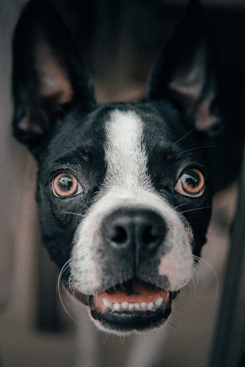 可爱宠物狗怼脸拍图片