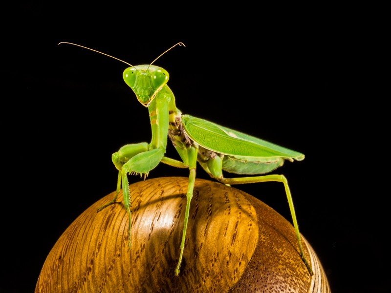 绿色凶狠的螳螂图片