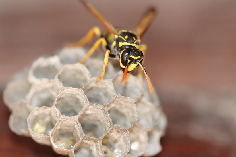 攻击能力强的黄蜂图片