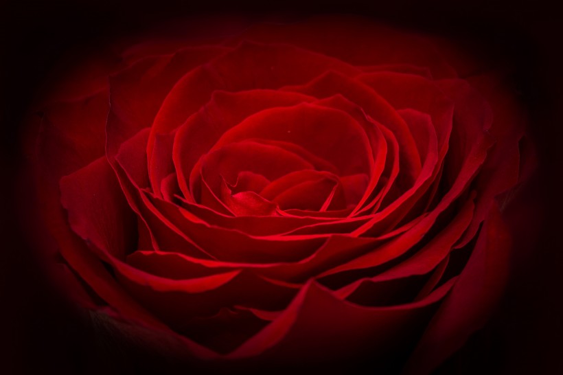 表达爱情热情似火的红玫瑰图片