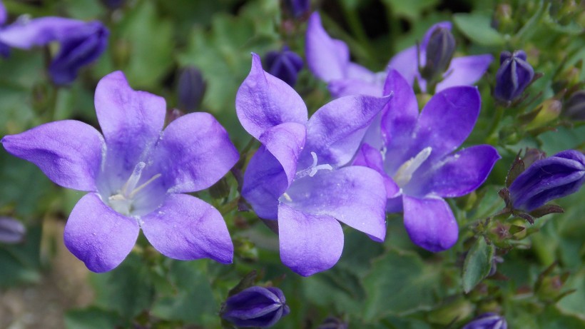 蓝紫色的桔梗花图片