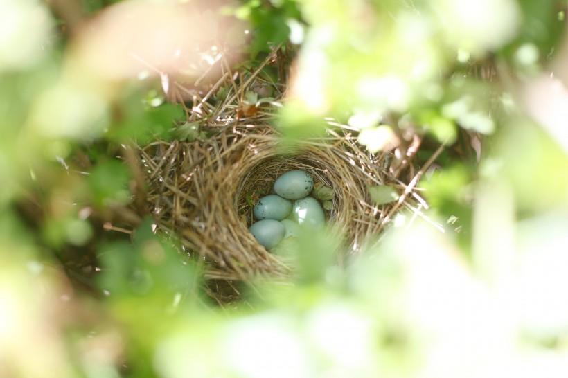 鸟巢中的鸟蛋图片