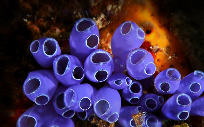 海洋里各种奇妙的海底生物图片