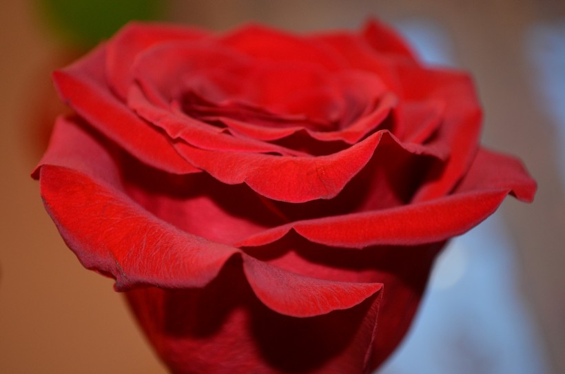 好看的红玫瑰花图片