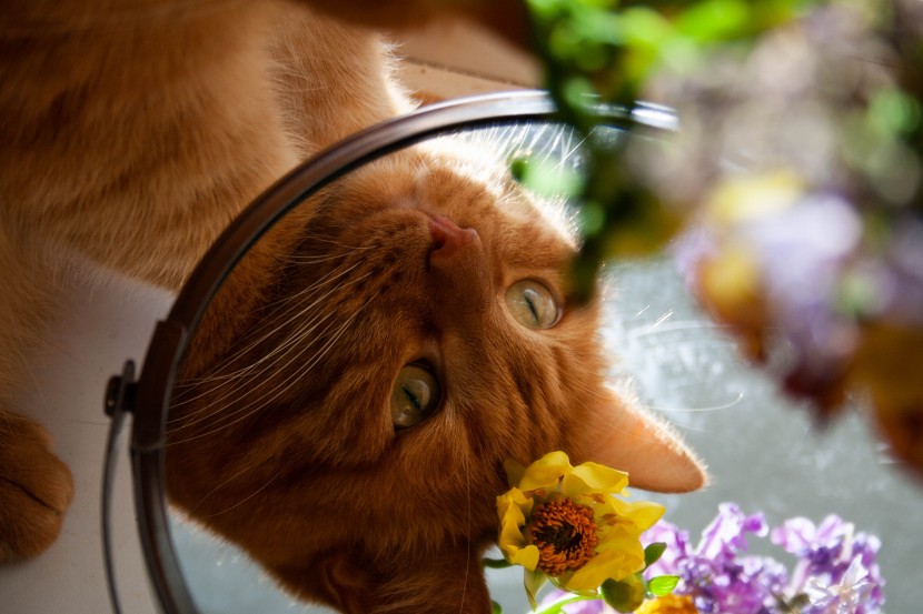 可爱猫咪和鲜花图片