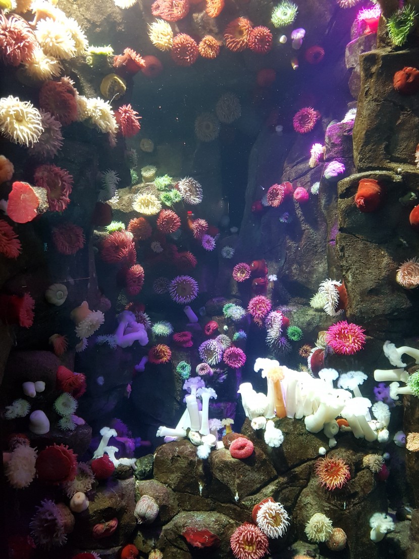 颜色绮丽的珊瑚图片