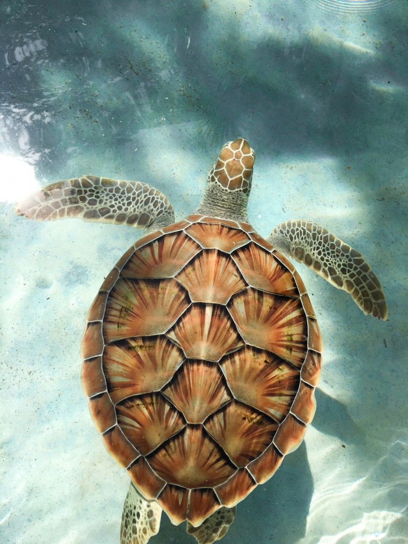 海洋里的海龟图片