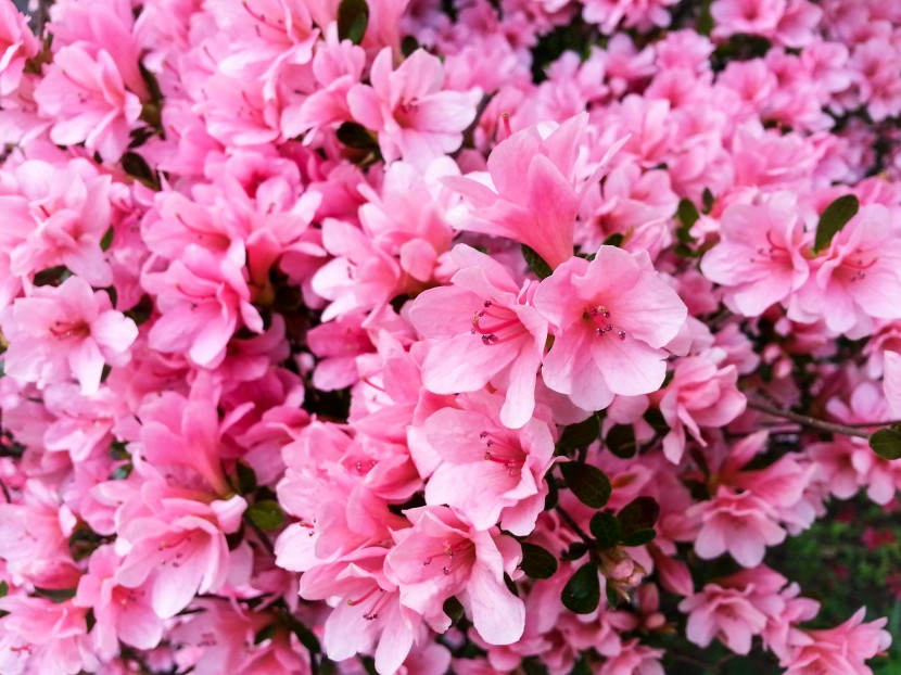 花朵艳丽的杜鹃图片