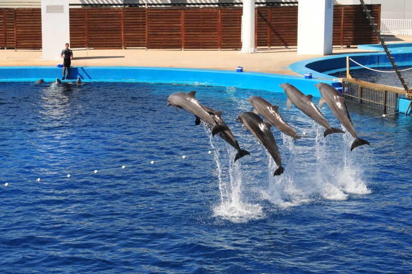 水族馆里的海豚图片