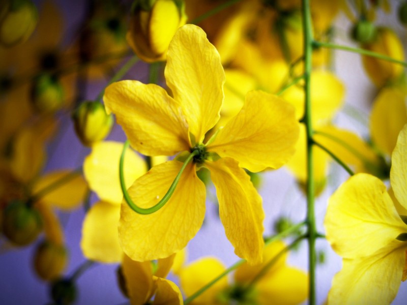 花团锦簇的金色金链花图片