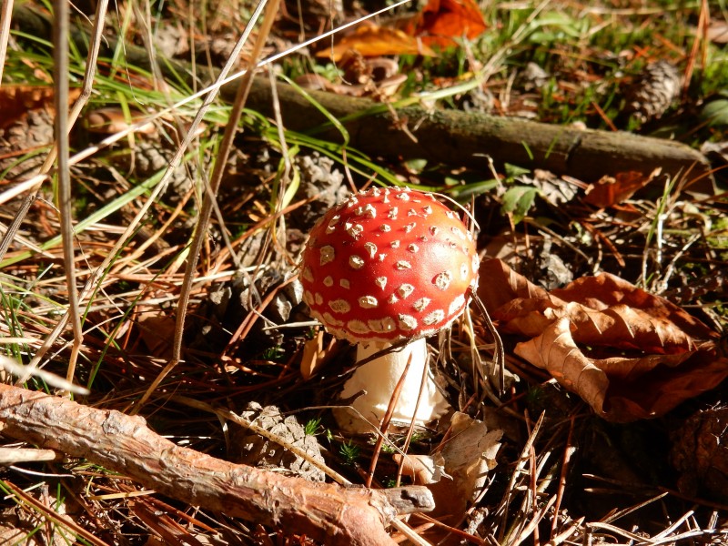 森林里红色野生毒蘑菇图片