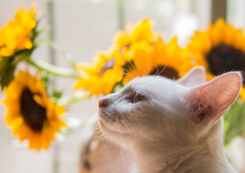 可爱猫咪和鲜花图片