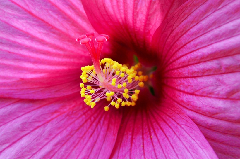 纤细清新的芙蓉花图片