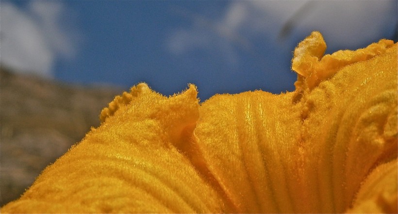 金黄色的南瓜花图片