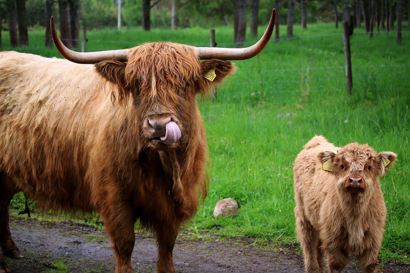 厚重刘海的苏格兰高地牛图片