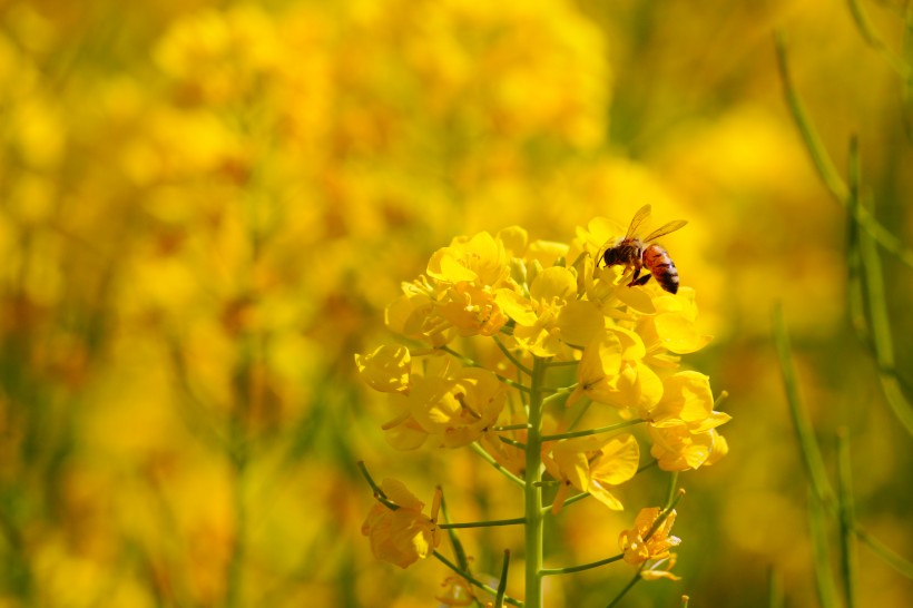 黄色花上采蜜的蜜蜂图片