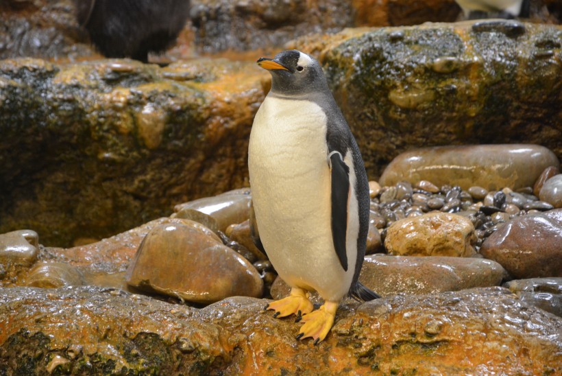 步履蹒跚的南极企鹅图片