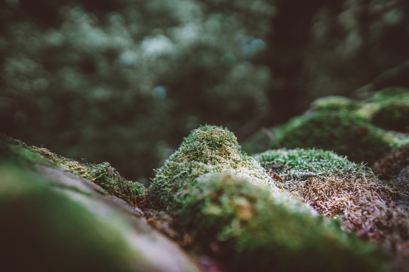 绿幽幽的苔藓图片