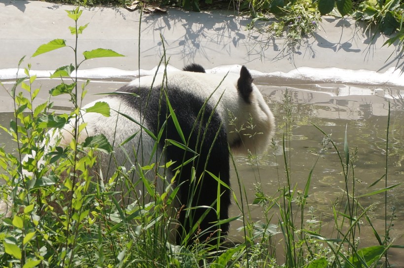 国宝大熊猫图片