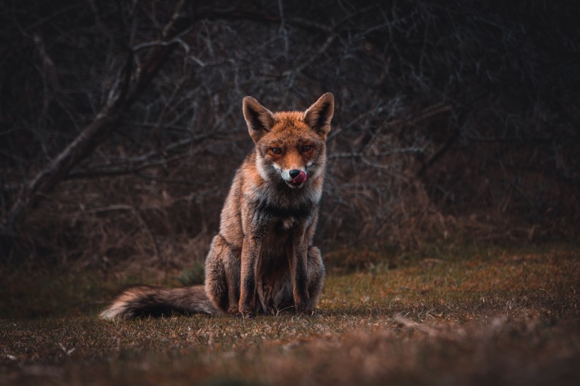 可爱的野生狐狸的图片