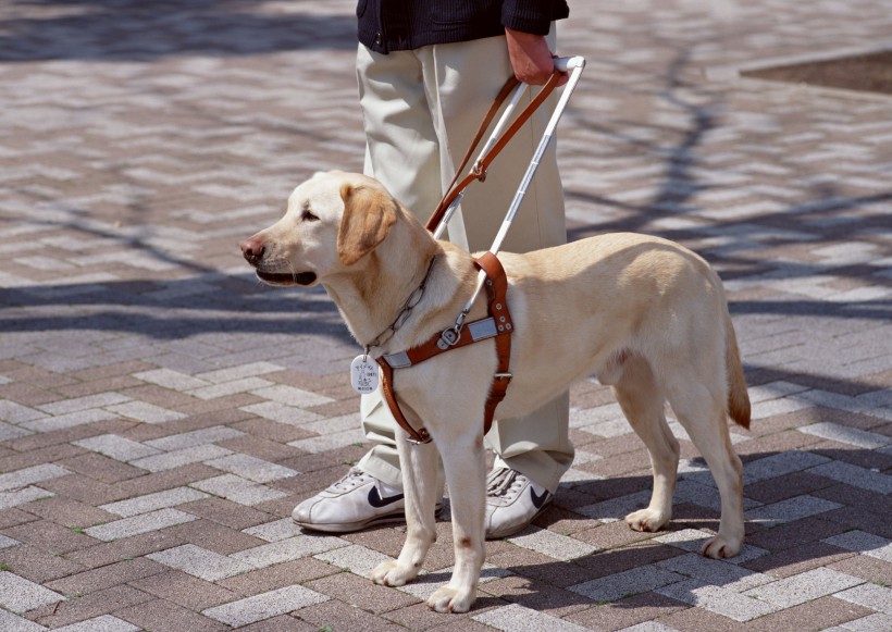 盲人和导盲犬日常生活图片