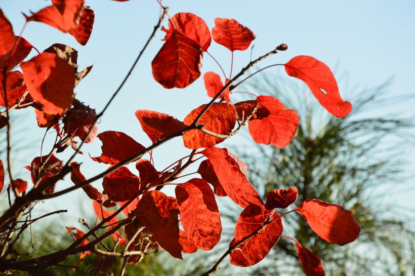 大自然的馈赠北京香山红叶风景图片