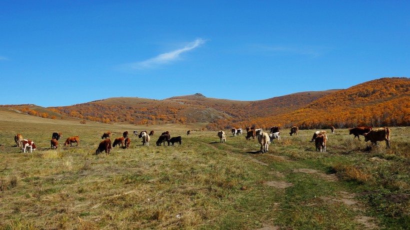 内蒙古乌兰布统风景图片